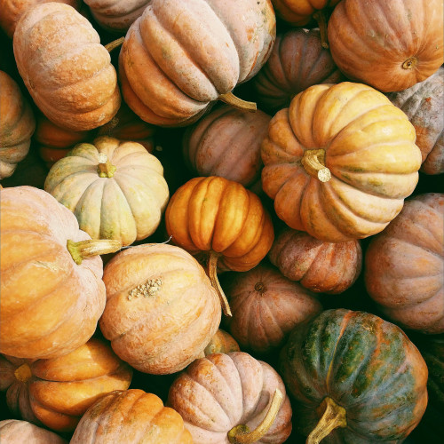 Best Pumpkin Picking Farms Near Me