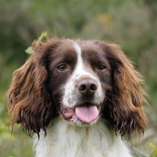 are sprocker spaniels good family dogs