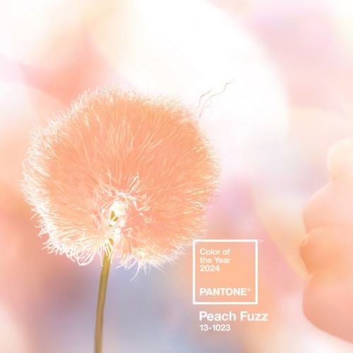 Pantone of the year 2024: Peach Fuzz